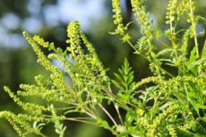 Planta care îmbolnăveşte România trebuie eradicată. Amenzi de 20.000 de lei