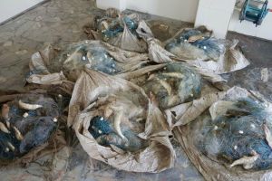 Sute de kilograme de peste si plase de pescuit, confiscate de politistii de frontiera tulceni