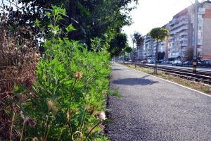 Există lege! Proprietarii de terenuri care nu distrug ambrozia riscă amenzi de până la 20.000 lei