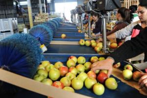 Garanţii de stat pentru producţia agricolă