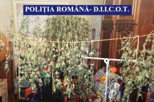 Cultura de cannabis, descoperita in locuinta unui tanar din Constanta 