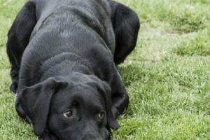 EMOŢII fără limite. O familie şi-a regăsit CĂŢELUŞA după 10 ani de căutări. O LECŢIE de viaţă pentru toţi iubitorii de ANIMALE