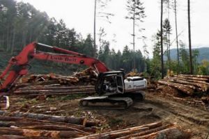 Glad Varga: „PSD continuă politica de respingere a măsurilor de stopare a tăierilor ilegale de păduri “