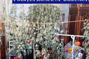 Cultură de CANABIS, descoperită în LOCUINȚA unui CONSTĂNȚEAN