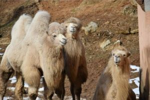 Locatari noi la Zoo Braşov: Două cămile aduse de la Circul Globus (Foto)