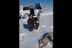 VIDEO VIRAL FABULOS! Un lup împuşcat s-a prefăcut mort şi a atacat un vânător