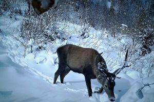 Imagini spectaculoase din Parcul Naţional Munţii Rodnei, surprinse de camere (FOTO)