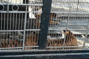 Bărbat, atacat de 13 tigri care i-au sfâşiat braţele. Greşeala comisă