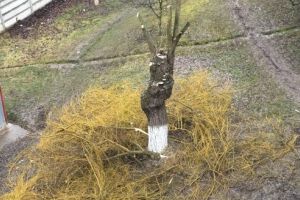 Toalexterminarea copacilor