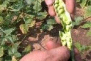 Doi tineri cu varse de 17 si 15 ani din Bordei Verde, cercetati pentru furt calificat