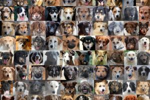 Ai ales destinaţia celor 2% din impozitul pe venit? Patrupedele de la adăpostul Pro Animalia pot fi o cauză bună