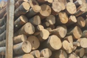 Fag în valoare de 4.000 de lei, confiscat de poliţişti