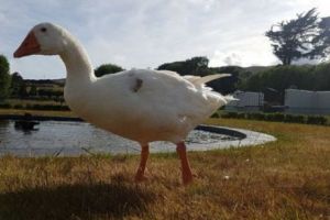 Gâscanului BISEXUAL care a trăit într-un TRIUNGHI AMOROS cu două LEBEDE a MURIT. Povestea lui IMPRESIONANTĂ a EMOȚIONAT planeta 