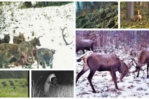 VIDEO: Imagini spectaculoase cu o haită de lupi care se hrănesc, căprioare şi urşi, surprinse în Parcul Natural Apuseni, pe parcursul mai multor ani