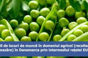 EURES: 100 de locuri de muncă în domeniul agricol (recoltare mazăre) în Danemarca