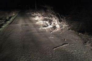 FOTO. Șosea cu capcane pentru şoferi: drum plin de crengi şi arbori. ,,Oamenii îşi zgârie maşinile”