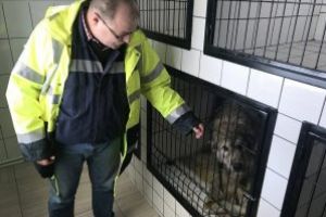 Cabinet medical veterinar, pentru căţeii din adăpostul de la Câmpu Frumos