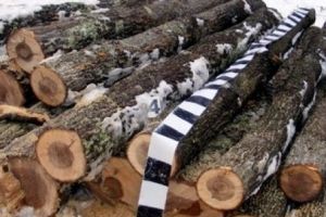 Tăieri ilegale de arbori la Sovata!