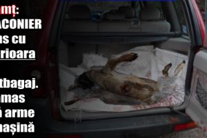 Neamţ: Braconier prins cu căprioara în portbagaj. A rămas fără arme şi maşină