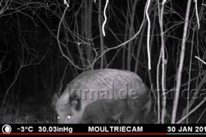 VIDEO: Ce animale sălbatice trăiesc în apropierea Focşaniului! Sălbăticiunile, “spionate” cu ajutorul camerelor de supraveghere