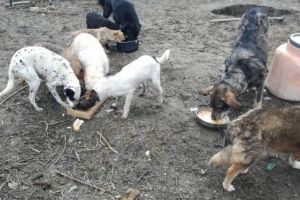 „Donăm să ajutăm” – campanie de ajutorare pentru căţeii de la Sântuhalm