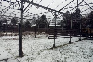 Cum arată serele Bacăului, lăsate în paragina de fost administraţie