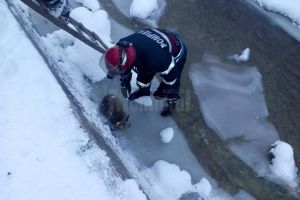 Pui de căprioară, salvat de pompieri din albia unui pârâu
