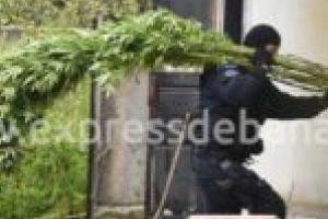 OFICIAL. Procurorul şef al DIICOT a concluzionat: Cea mai mare captură de droguri a fost făcută în Banat