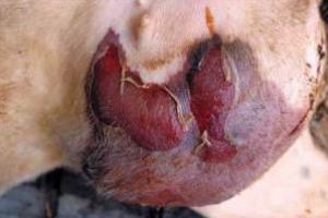 Mastita stafilococică a vacilor de lapte se previne, nu se întreţine!