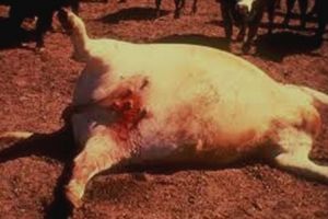 Pericolele generate de antrax