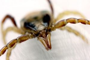 Atenţie la Boala Lyme (Borelioza), provocată de muşcătura de căpuşe