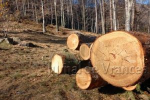 Dosare penale şi amenzi pentru tăieri ilegale de arbori din păduri