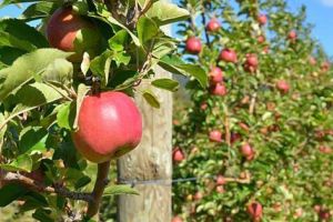 Avem cele mai mari plantaţii, dar importăm mere