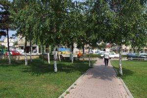 Sume uriase s-au dus in ultimii ani pe ingrijirea spatiilor verzi din Constanta: Primaria va incheia un nou contract pentru achizitia de material dendro-floricol