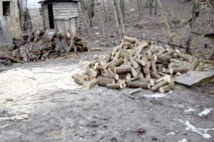 Sprijin pentru Giorgiana