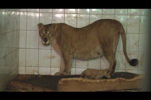 Vizitatori inconştienţi la ZOO Galaţi