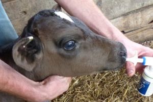 Medicii veterinari avertizează: ”Vom asista la nişte infecţii medicamentoase teribile”!