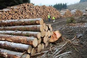 Aproape 100 mc de material lemnos transportat fără acte legale, confiscat de poliţişti şi ...