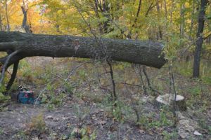 Bărbaţi din Fărău, cercetaţi de poliţişti după ce au tăiat 14 salcâmi de pe proprietatea lor personală