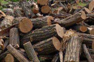 Lemne de foc fără acte depozitate în Cisteiu de Mureş, confiscate de poliţişti de la doi tineri din Unirea, respectiv Ocna Mureş