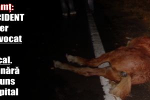 Neamţ: Accident rutier provocat de un cal. O tânără a ajuns la spital
