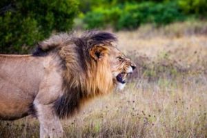 VÂNĂTORUL devenit VÂNAT. Un BRACONIER a fost DEVORAT de LEII pe care îi ȚINTEA. NU a mai RĂMAS NIMIC din el!