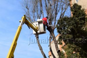 FOTO: Primăria Oraşului Panciu a început toaletarea arborilor de pe domeniul public