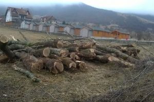 FOTO, ȘTIREA TA: Patronul unei pensiuni din Rimetea a făcut sesizare la Parchet şi Poliţie privind tăieri de arbori din apropierea proprietăţii sale