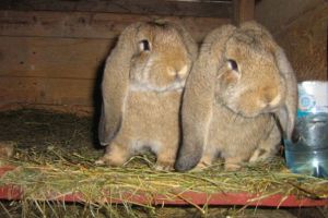 Expoziţie de păsări de curte, porumbei şi iepuri