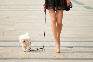 Deţinătorii de animale de companie, ÎN VIZORUL Poliţiei Locale. Se pot alege cu AMENZI USTURĂTOARE