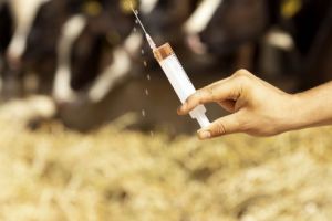 Organizaţia Mondială a Sănătăţii recomandă stoparea utilizării antibioticelor la animalele sănătoase