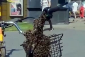Un roi de albine ruseşti a ocupat bicicleta unui curier