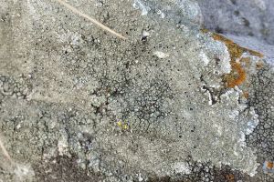 După modelul liliecilor de la Lugoj, DN 71 încurcat de nişte licheni crescuţi pe şanţuri