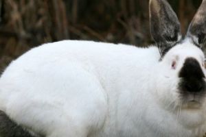 Plăceri HORROR! Un psihopat a plătit o bombă sexy să tortureze un IEPURAŞ. Perversul SADIC este în libertate